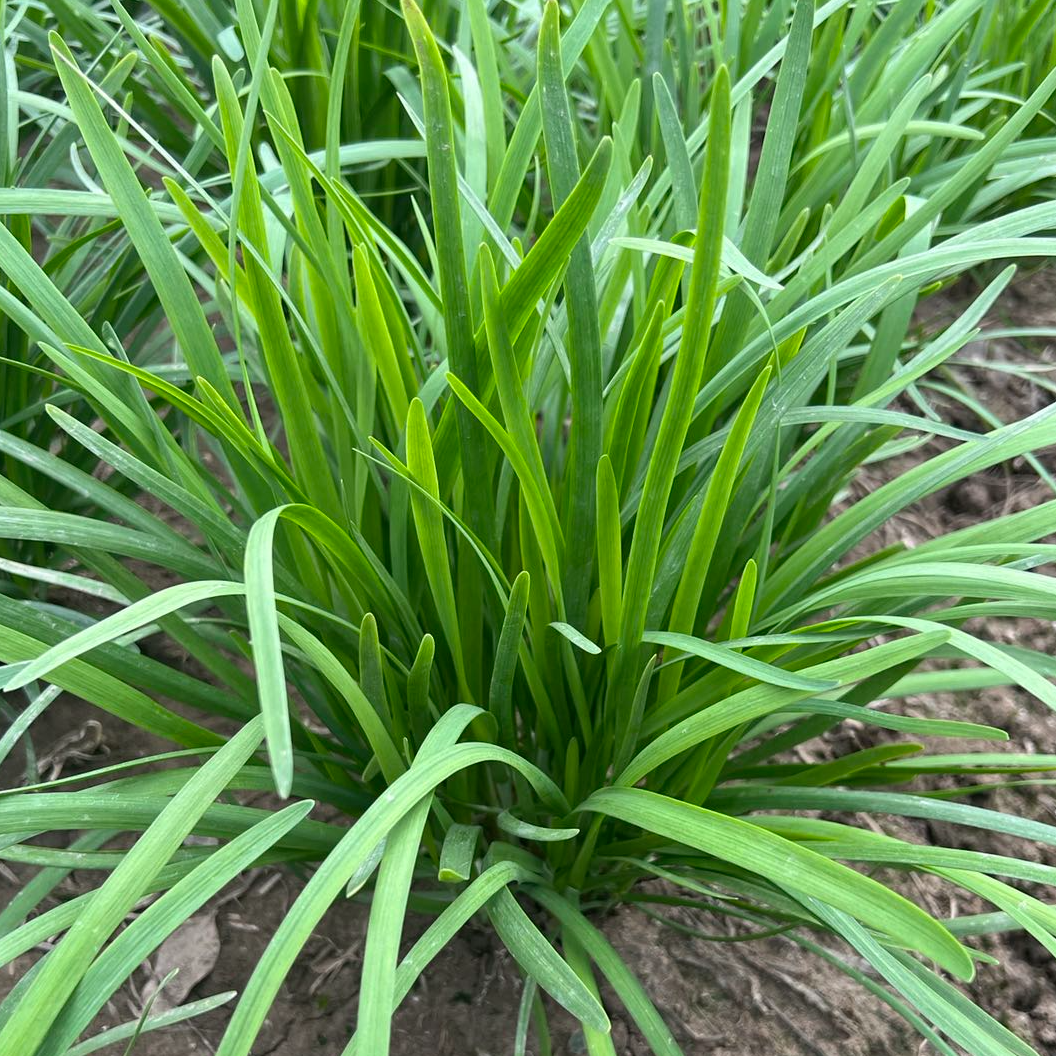 韭菜新鲜300g*3包