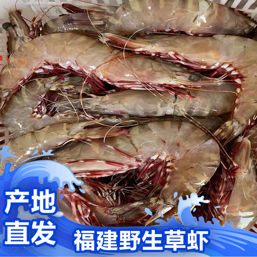 福建啊三海鲜【野生草虾】新鲜寄顺丰
