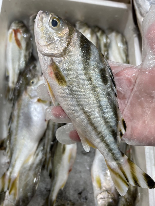 福建啊三海鲜【野生斑猪鱼】新鲜寄顺丰