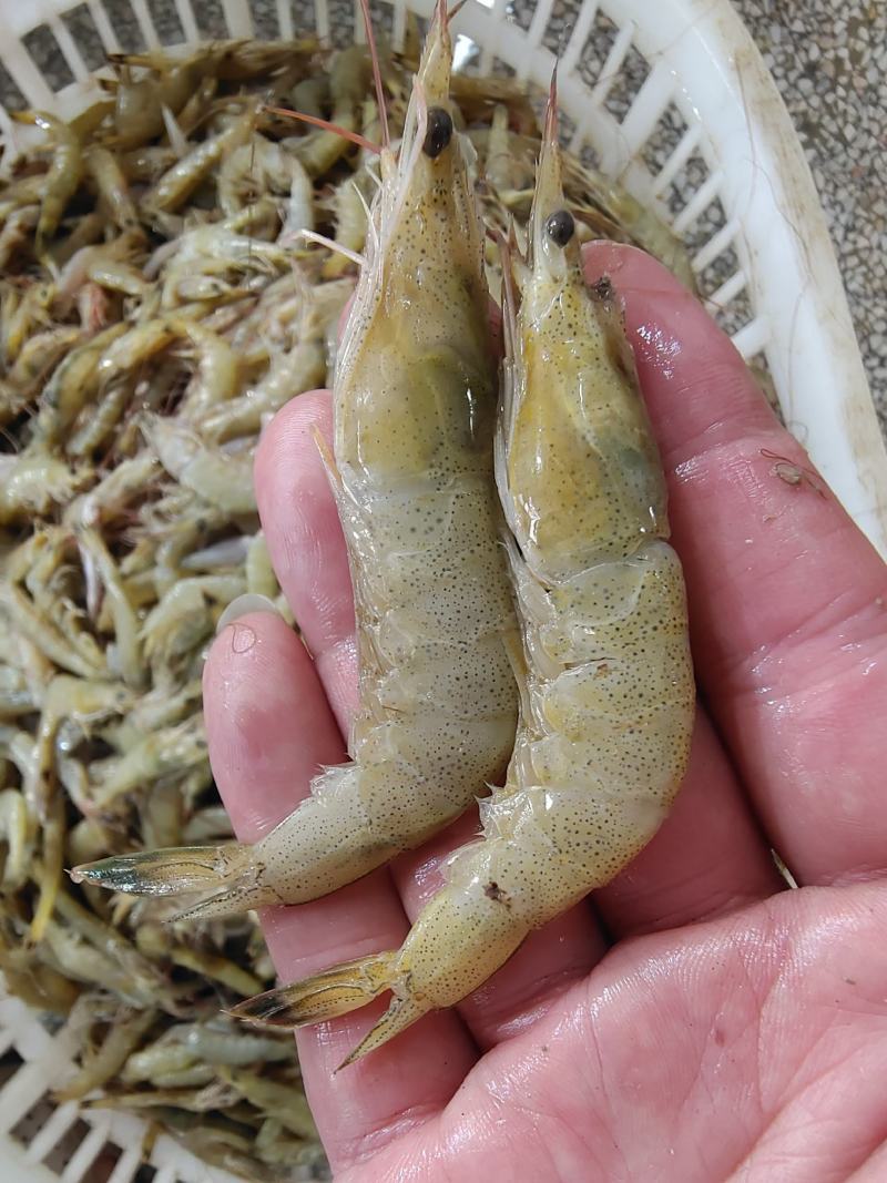 【野生黄虾/黄基虾】连壳带肉吃 营养价值高 爆炒酱油水