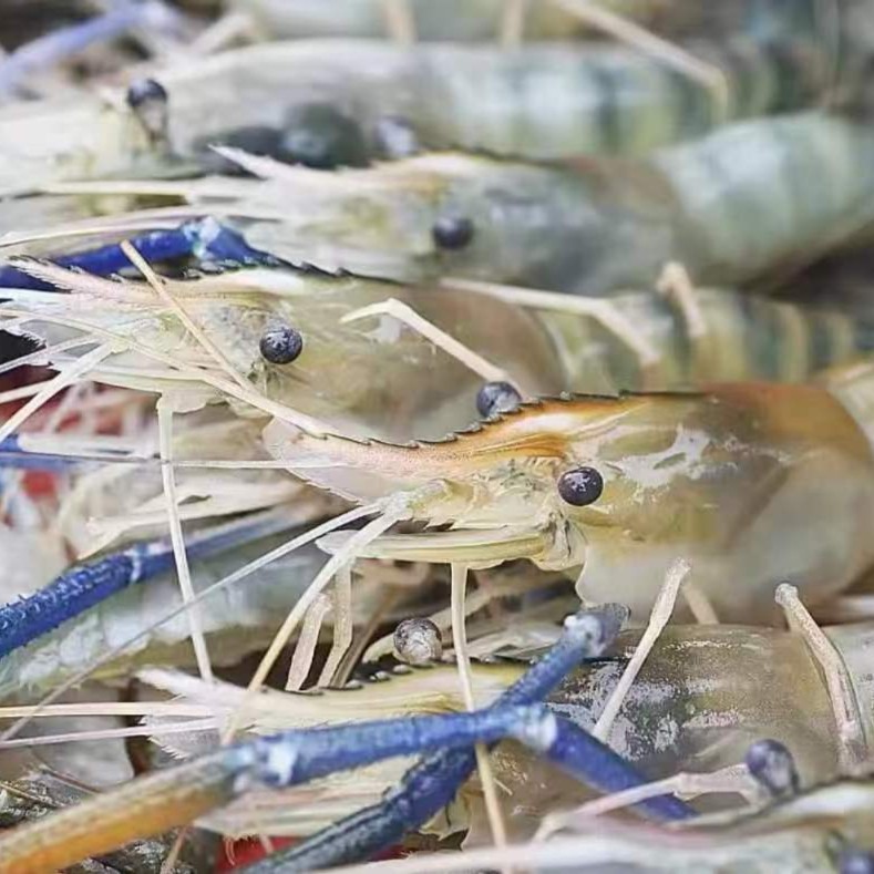 鲜活罗氏虾约500g/一份