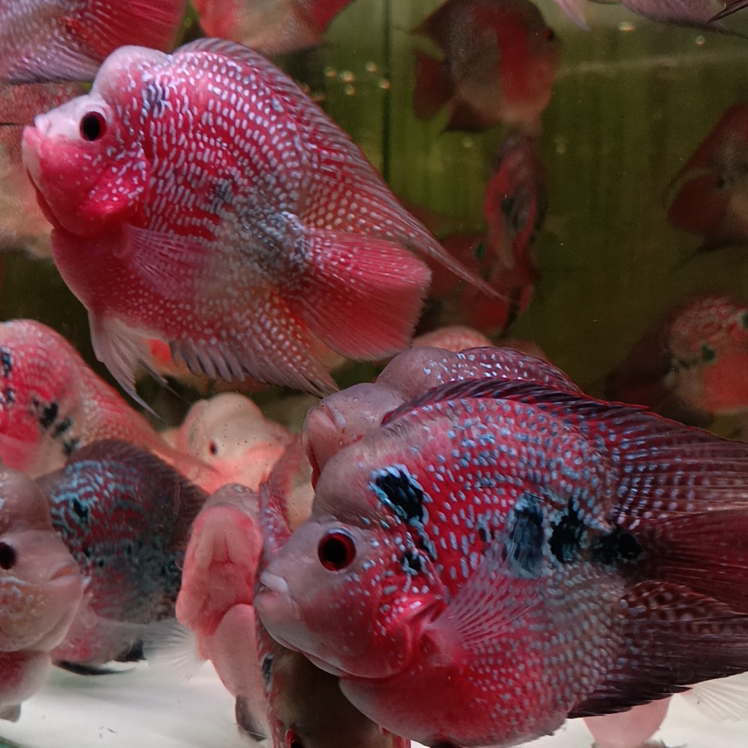 热带鱼鹦鹉鱼观赏鱼十八罗汉元宝爆头麒麟鱼苗正品鱼龙鱼配鱼苗