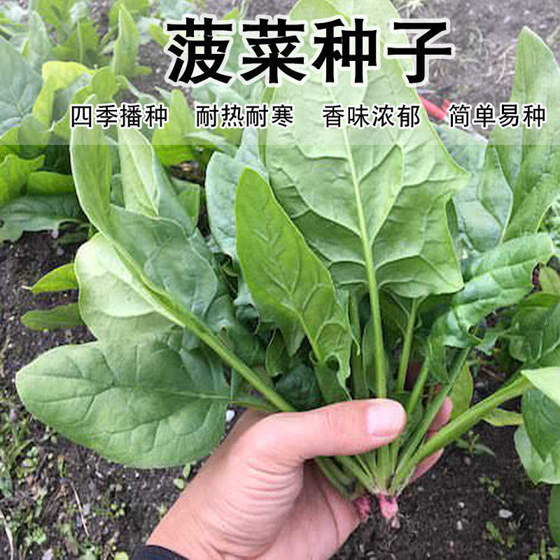 日本大叶菠菜种子高产春秋种菠菜籽盆栽露天大棚蔬菜种子