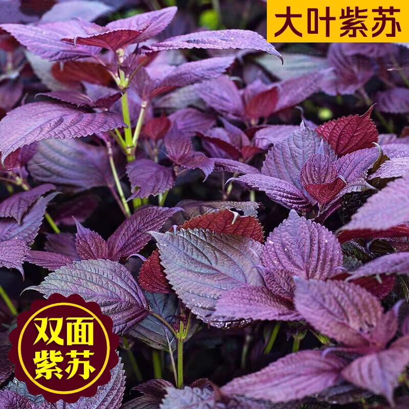 紫苏种子紫苏叶种籽可食用种植四季籽种蔬菜生长播种菜苏子叶原装