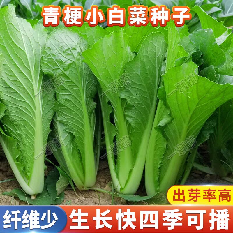 四季小白菜种子青梗小白菜籽春秋阳台速生奶油耐热小青菜蔬菜种籽