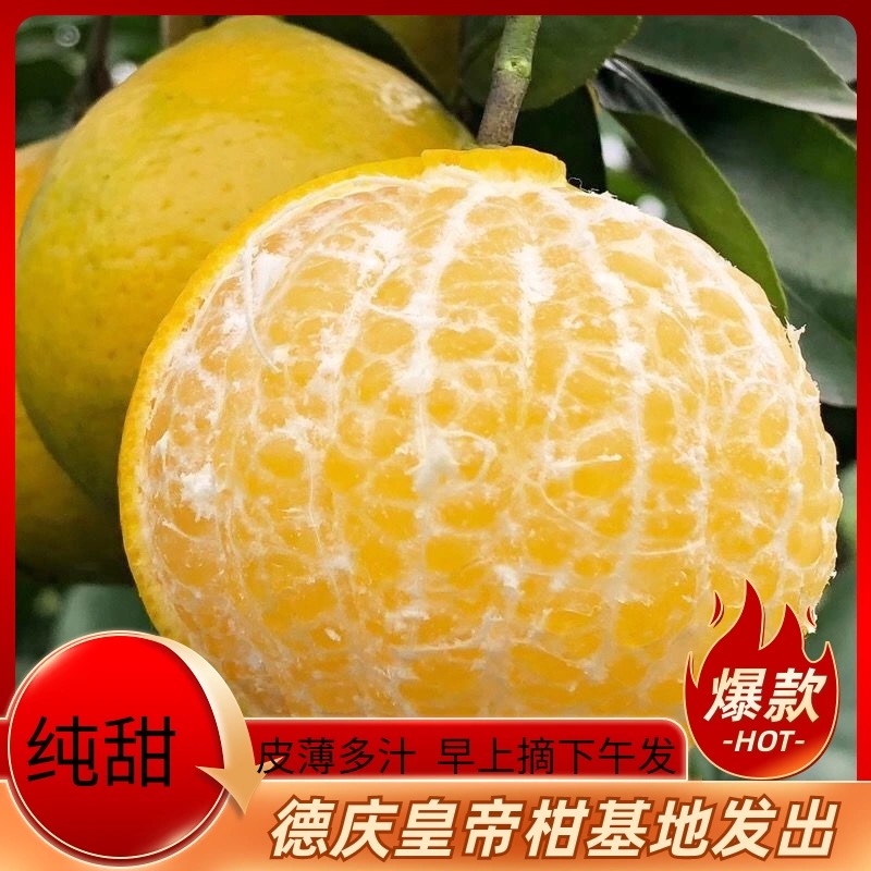 广东德庆皇帝贡柑应季时令新鲜水果现摘送礼佳品脆甜多汁产地直发