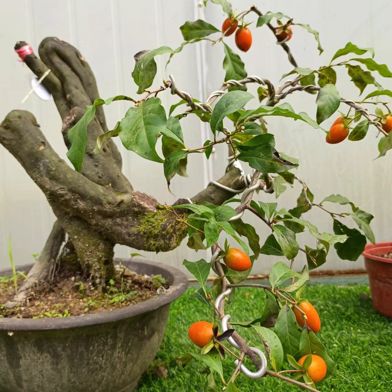 老鸦柿/山松一物一拍