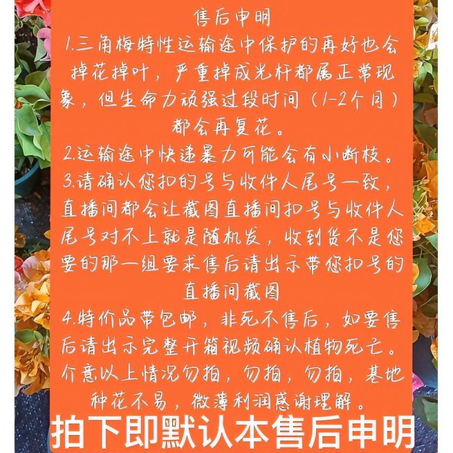 7彩色三角梅基地直发一物一拍