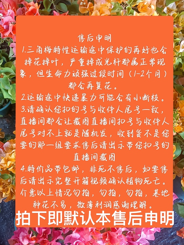 2彩色三角梅基地直发一物一拍