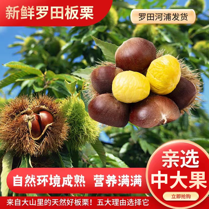 罗田板栗新鲜油栗毛栗农家自种栗子甜糯糖炒板栗脆甜粉糯原产地发