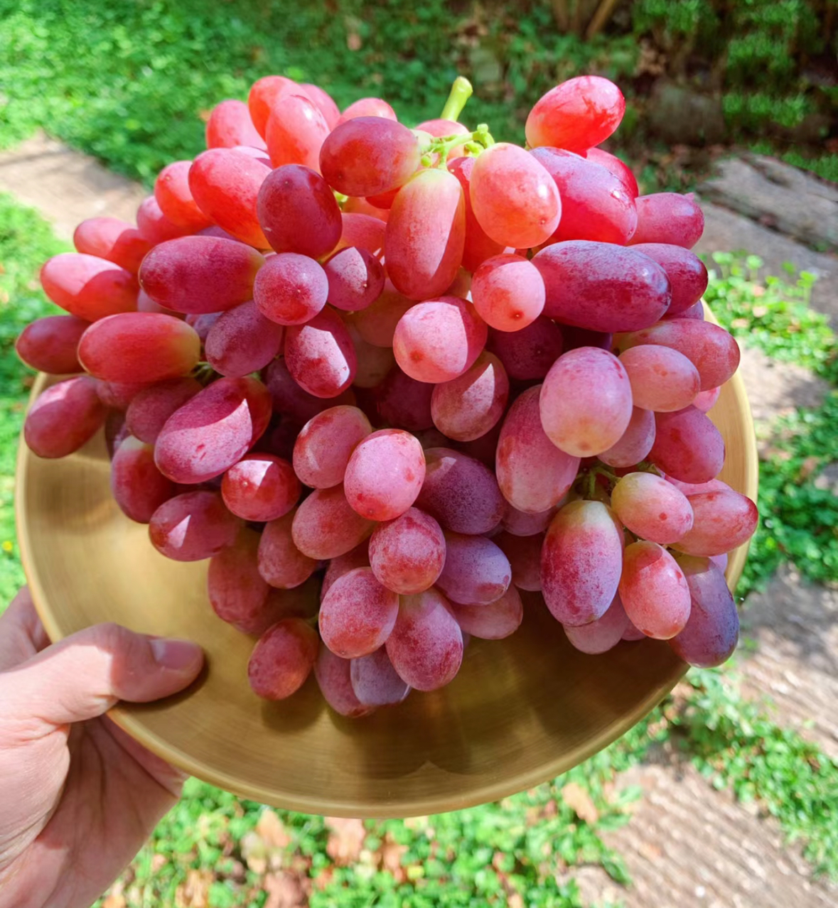 克伦生葡萄29.9元3斤