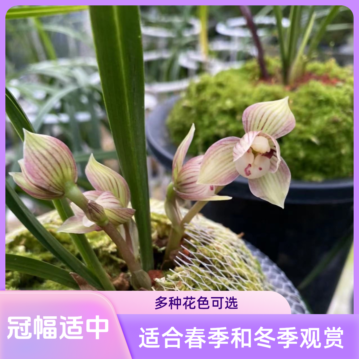 大仙兰苑兰花1100—5000价格