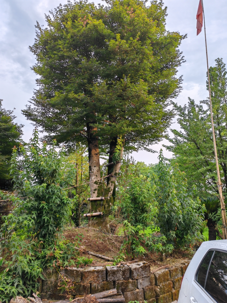 红枫赤楠古桩深山老林自营