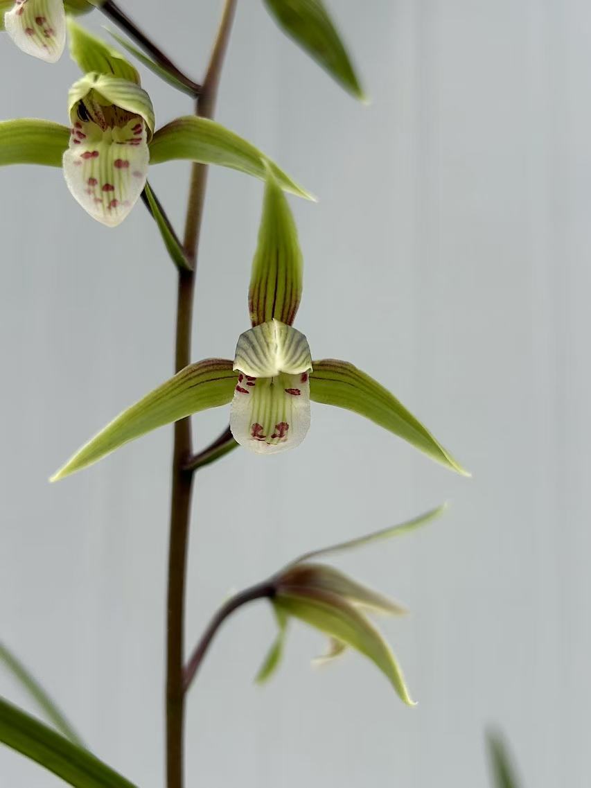 细叶花雨寒兰兰花，图片仅供参考东方东方墨兰