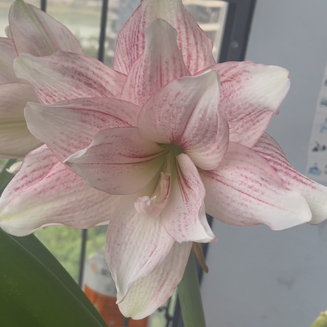 秘鲁重瓣朱顶红粉黛花卉绿植超爱复花7-8厘米