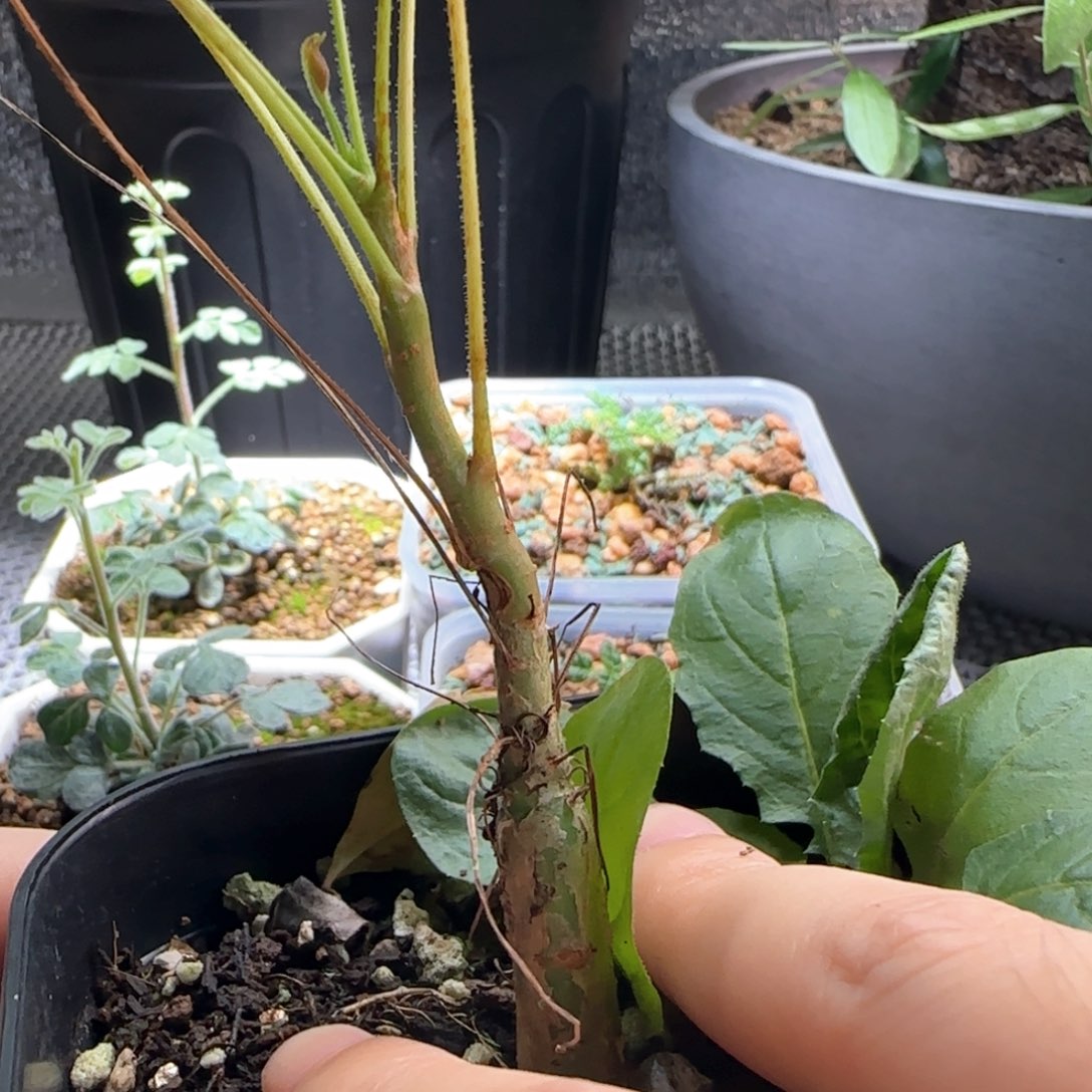 0064尤尼罗巴没药哈哈哈