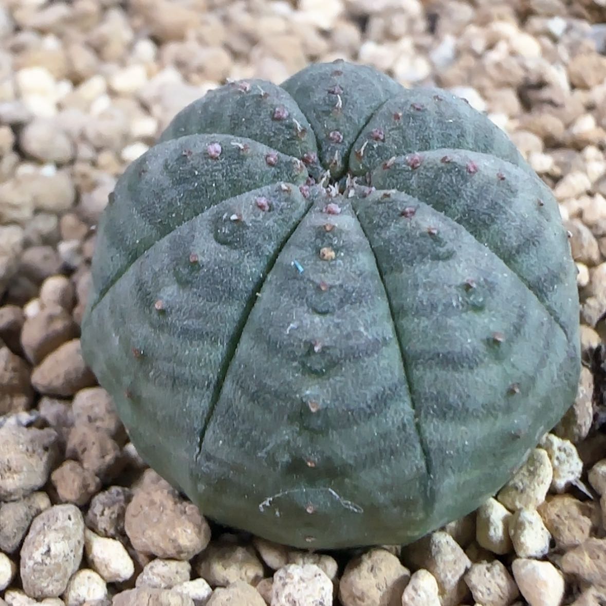 【闪购商品】315欧布实生