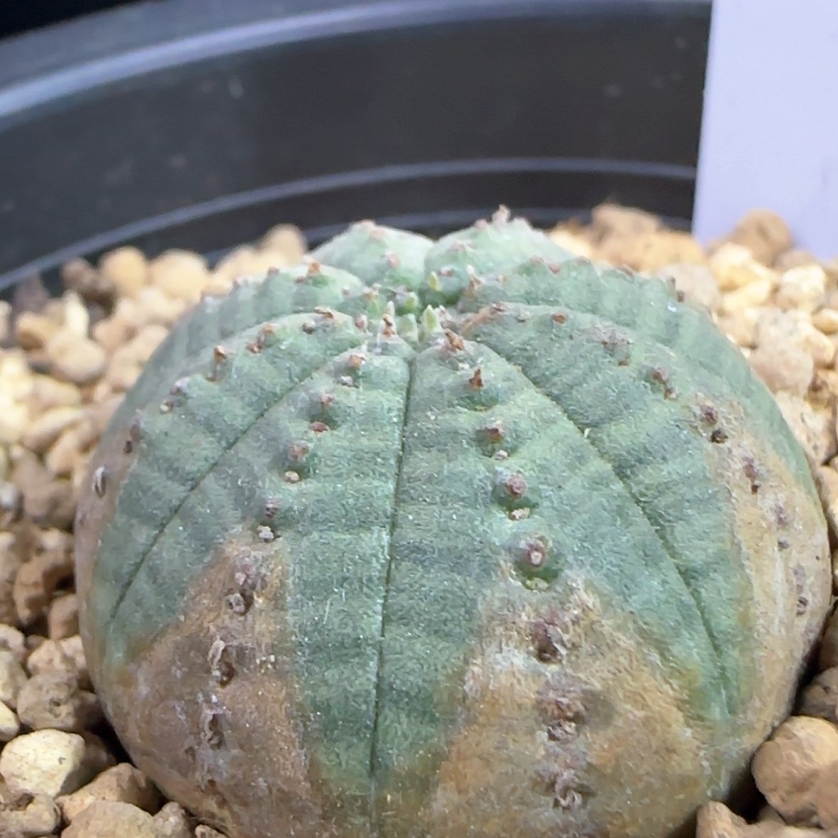 【闪购商品】303欧布侧芽