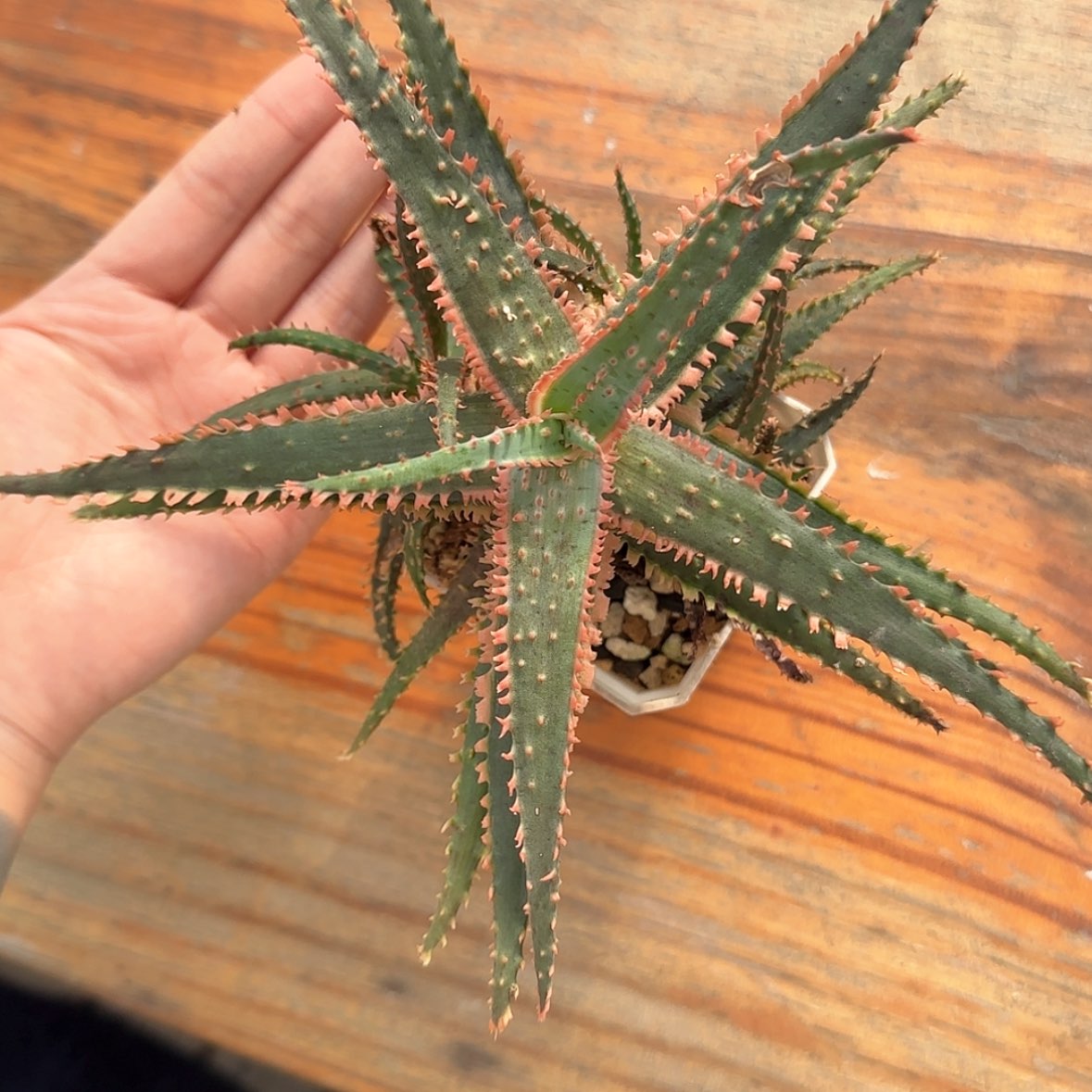 【闪购商品】芦荟1111
