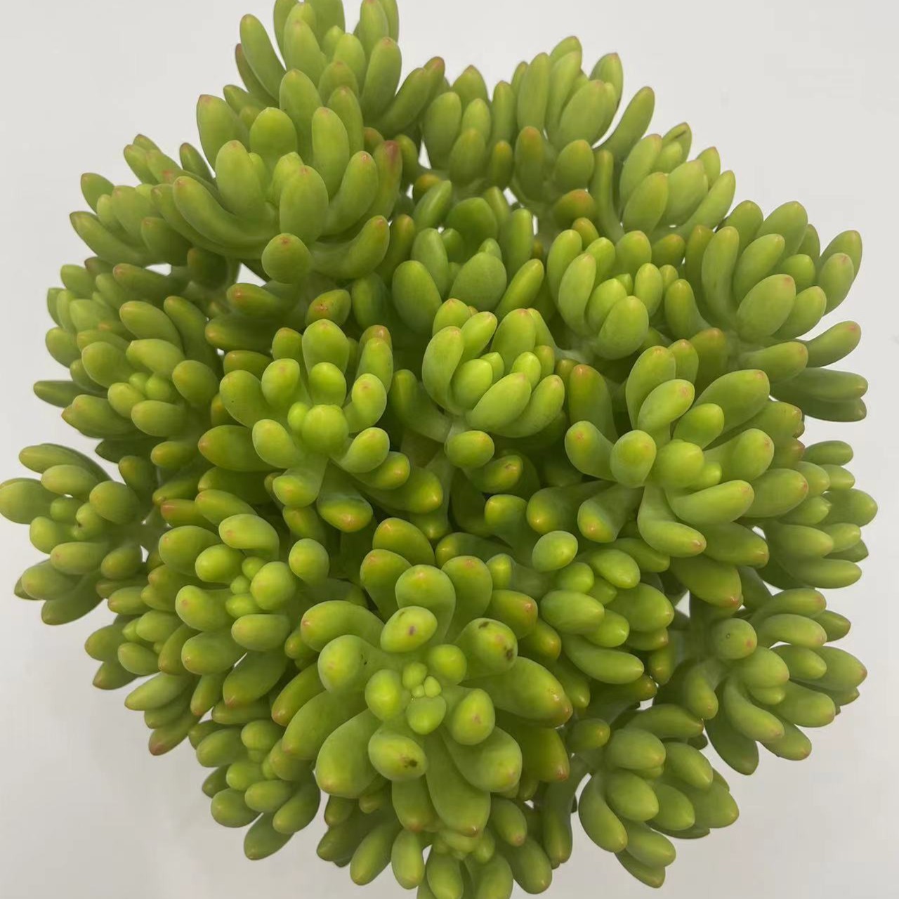 香香春萌  云南基地直发新手养肉放阳台好养活 带香味 果冻橙色 