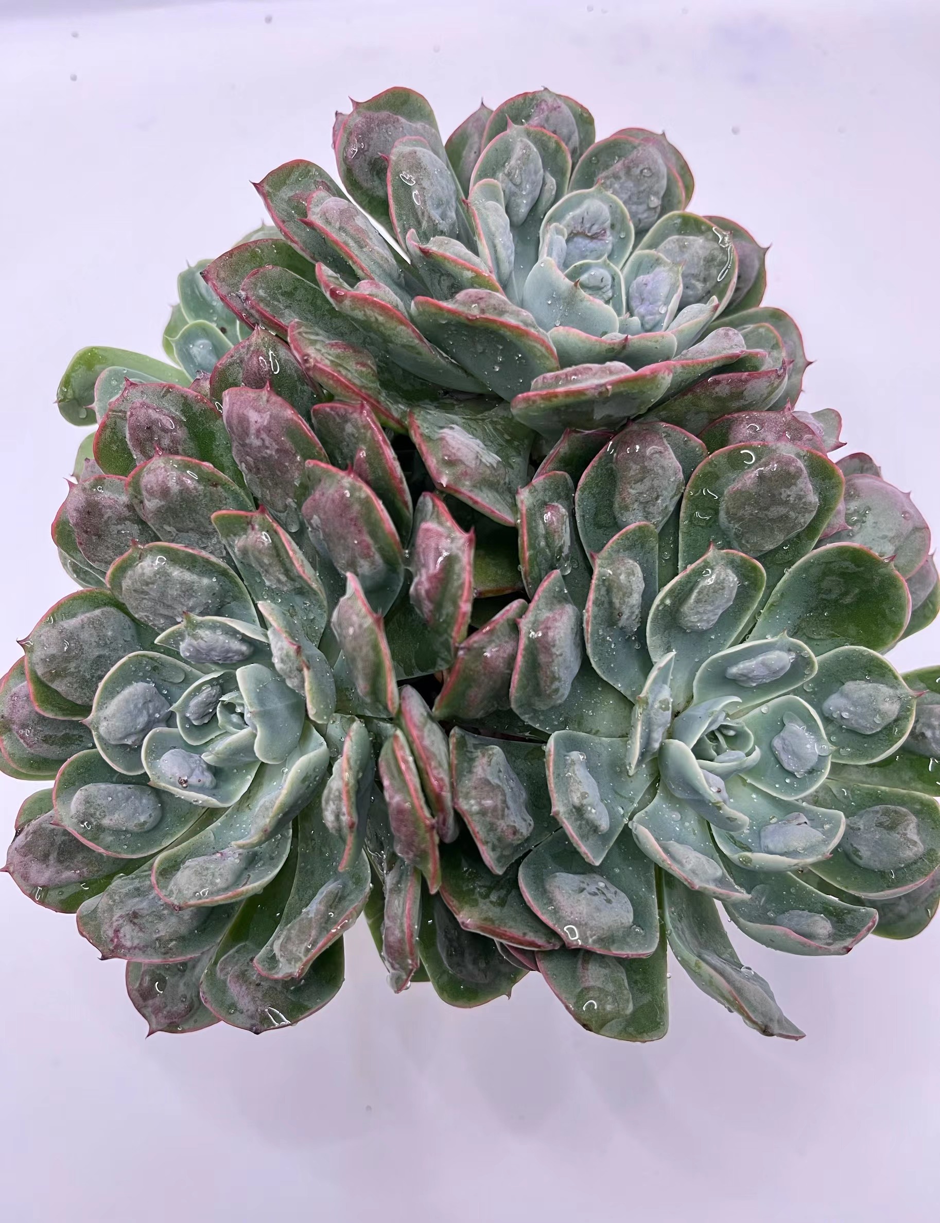 雨滴 多肉植物 云南基地直发新手好养 景天颗 桩子长 粉红色状态