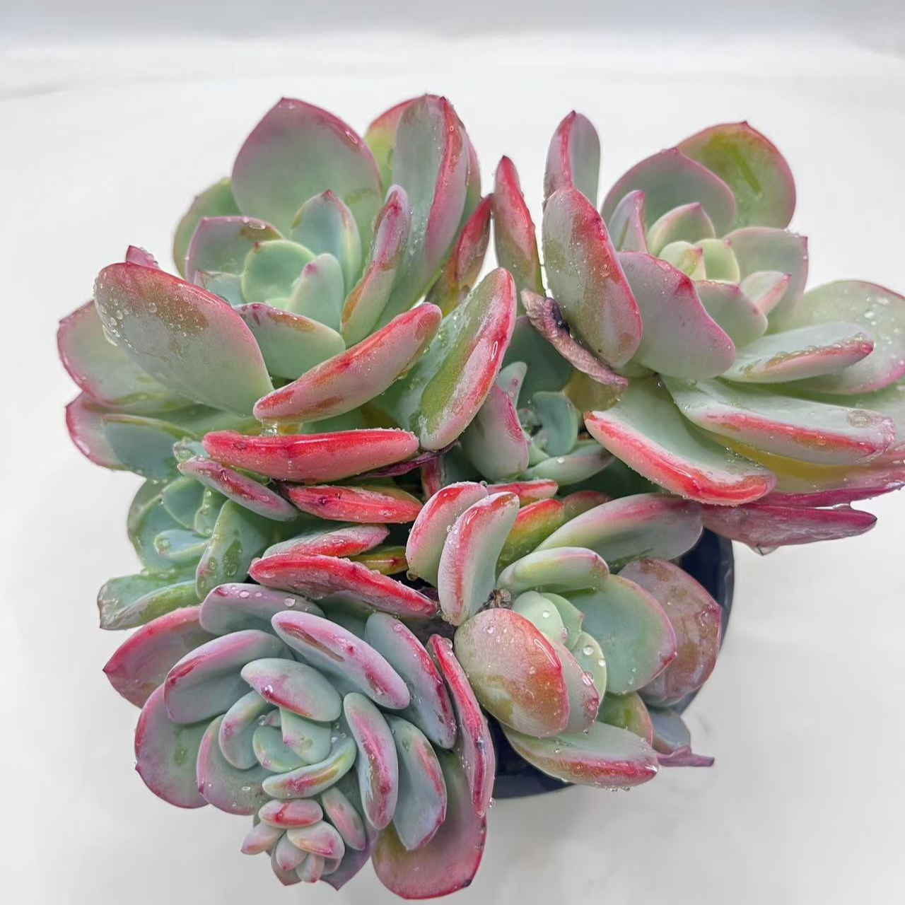 白月光多肉植物 群生多头                                    