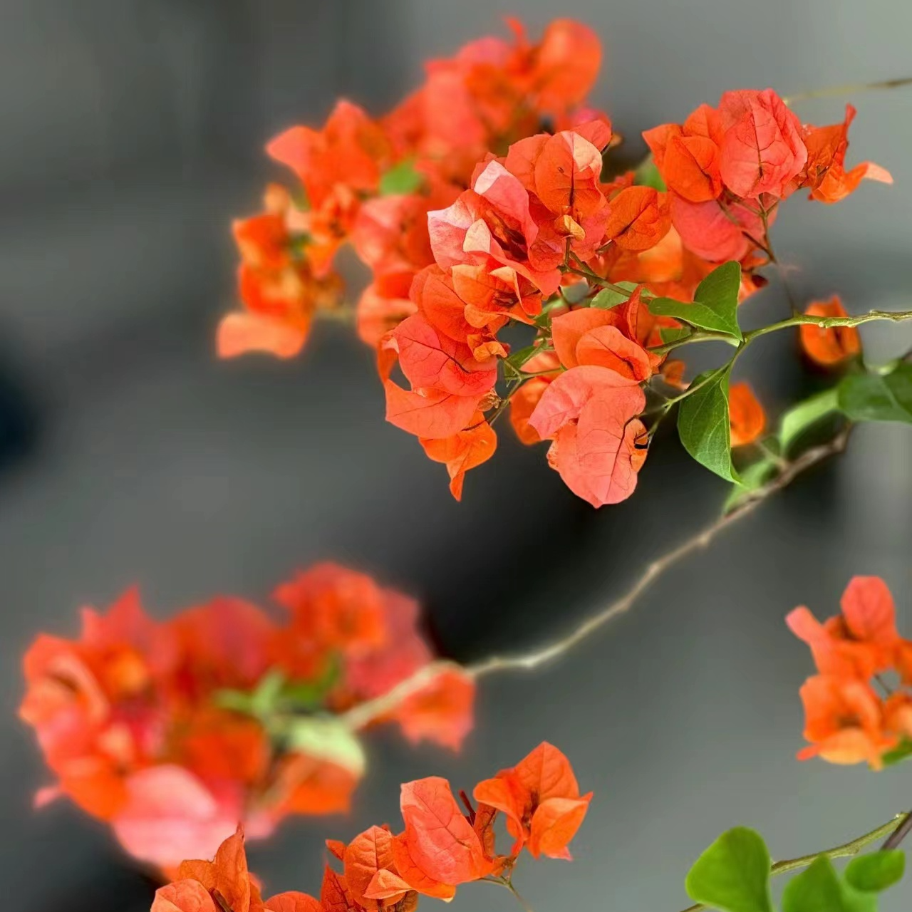 【绿叶橙】1三角梅四季开花颗爬藤不带花