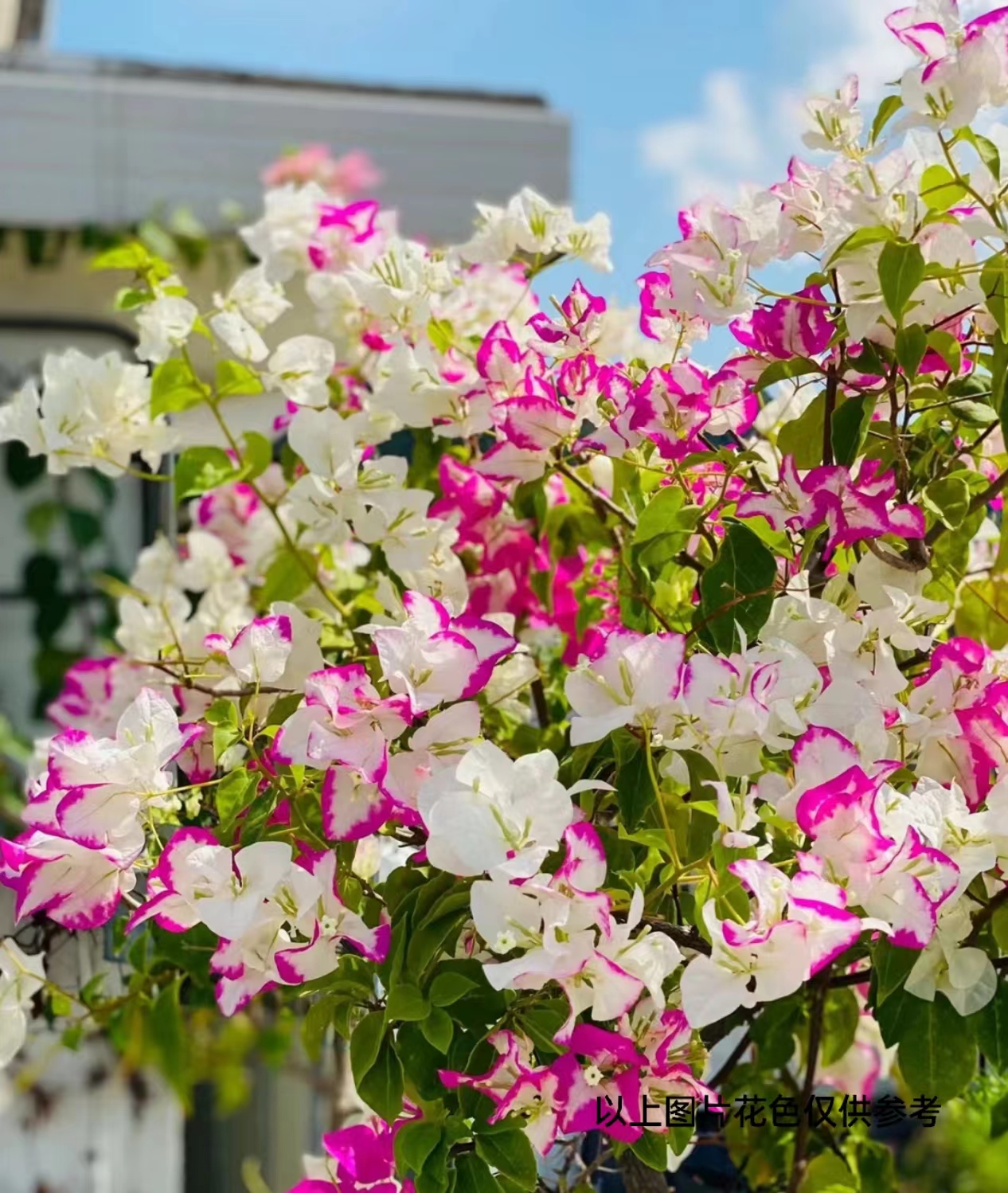 【1苗9.9米 椰子冰】1三角梅四季开花颗爬藤阳台庭院好养勤花