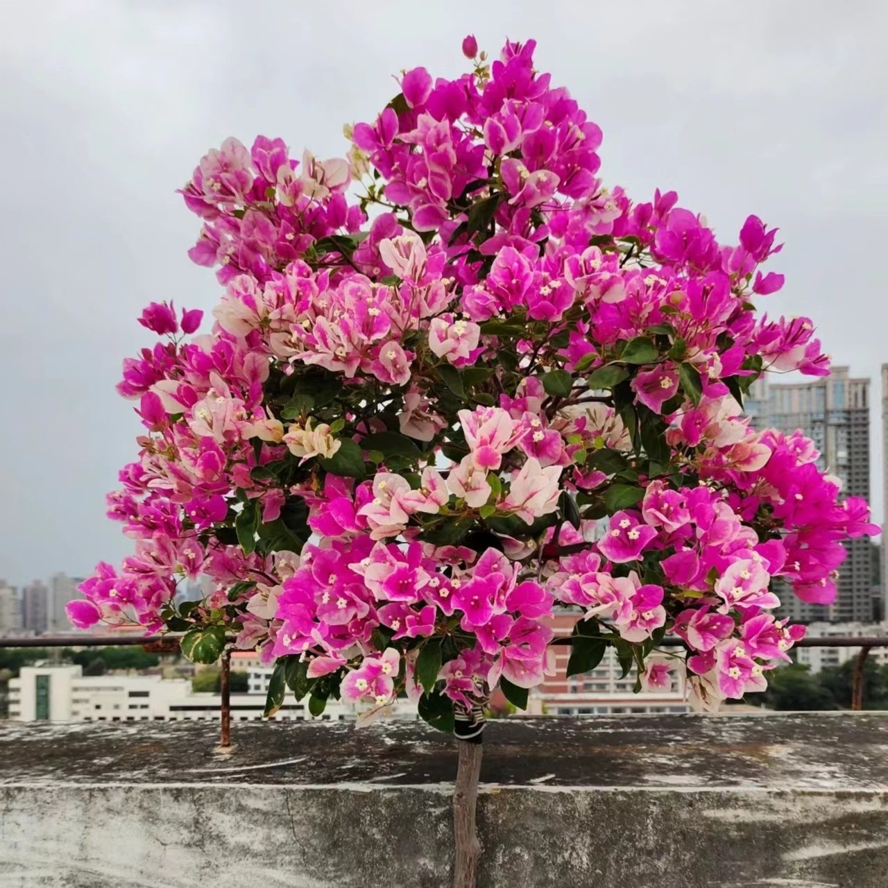 000【第二颗4.9】【漳红樱】三角梅四季开花颗爬藤阳台庭院好养勤花