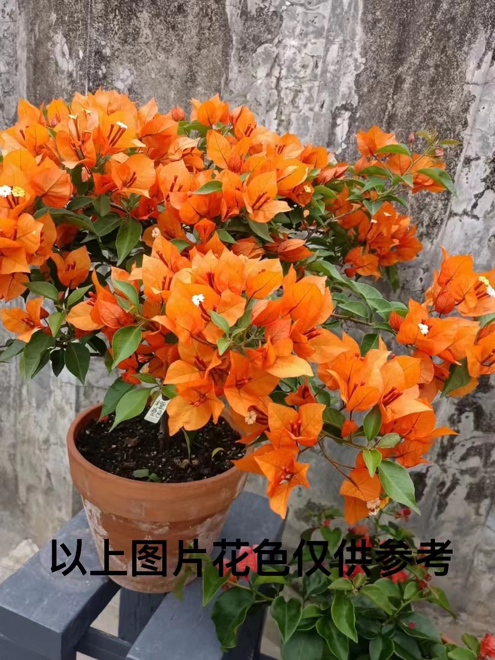 【1苗8.8米，橙桑巴】1三角梅四季开花颗爬藤阳台庭院好养勤花