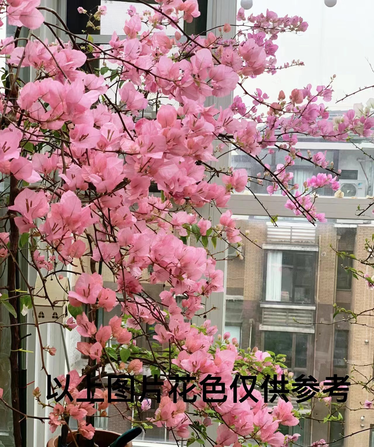 【1苗8.8，橙粉公主】1三角梅四季开花颗爬藤阳台庭院好养勤花