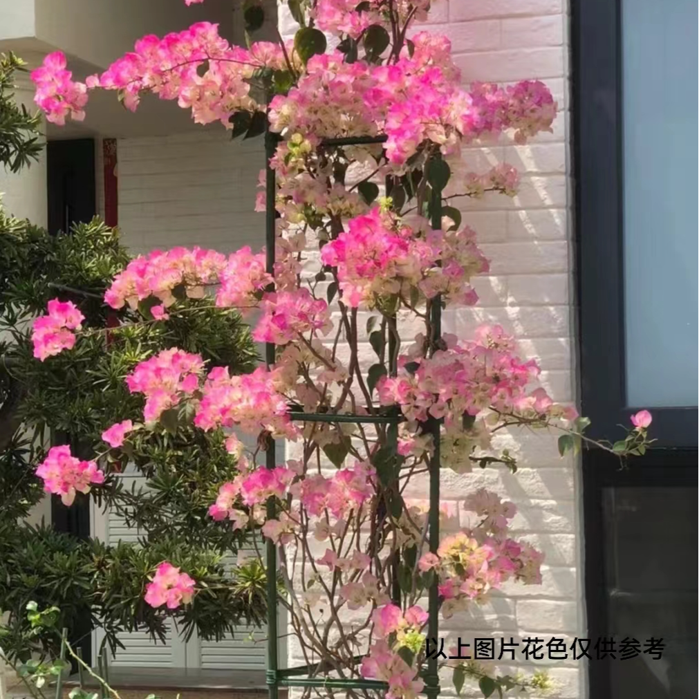 000【第二颗 减5米】【 绿樱】1三角梅四季开花颗爬藤好养勤花不带花