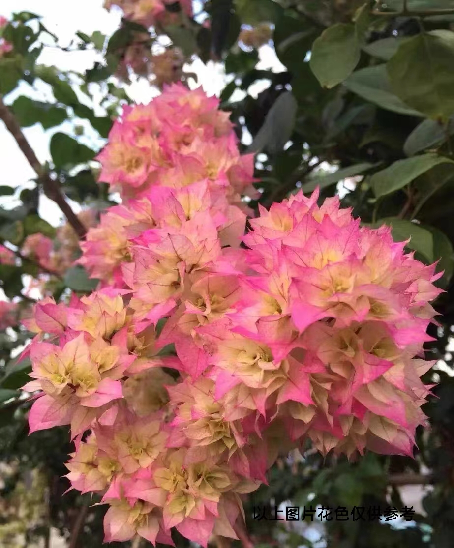 【1苗9.9米.重瓣怡景】1三角梅四季开花颗爬藤阳台庭院好养