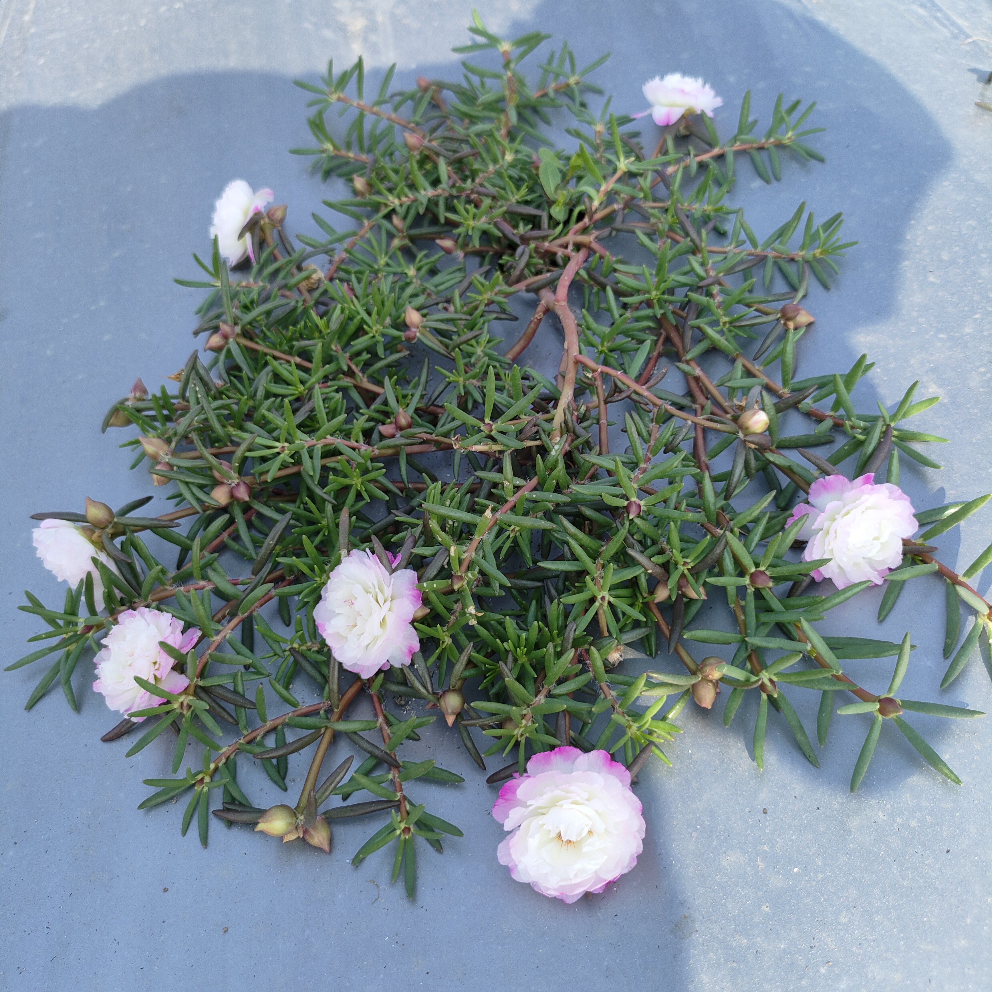 29 色太阳花自选颜色长 30 至 50 厘米一颗