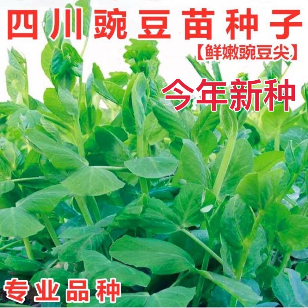 特大豌豆尖专无须豌豆种子吃尖尖芽苗菜农家四季菜种子新种子种植