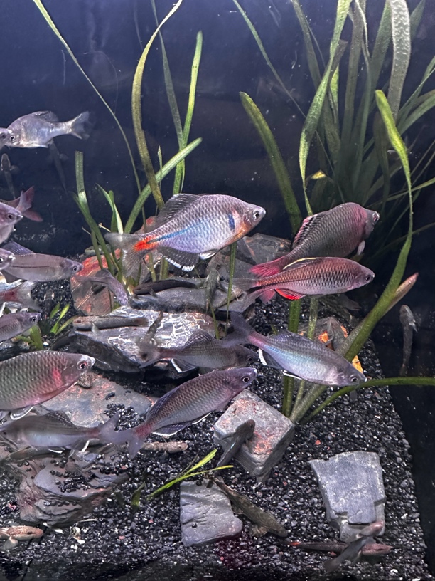 红腹白边，新安江青鳞，徽州短須鱊，彩副鱊顺丰包邮包活