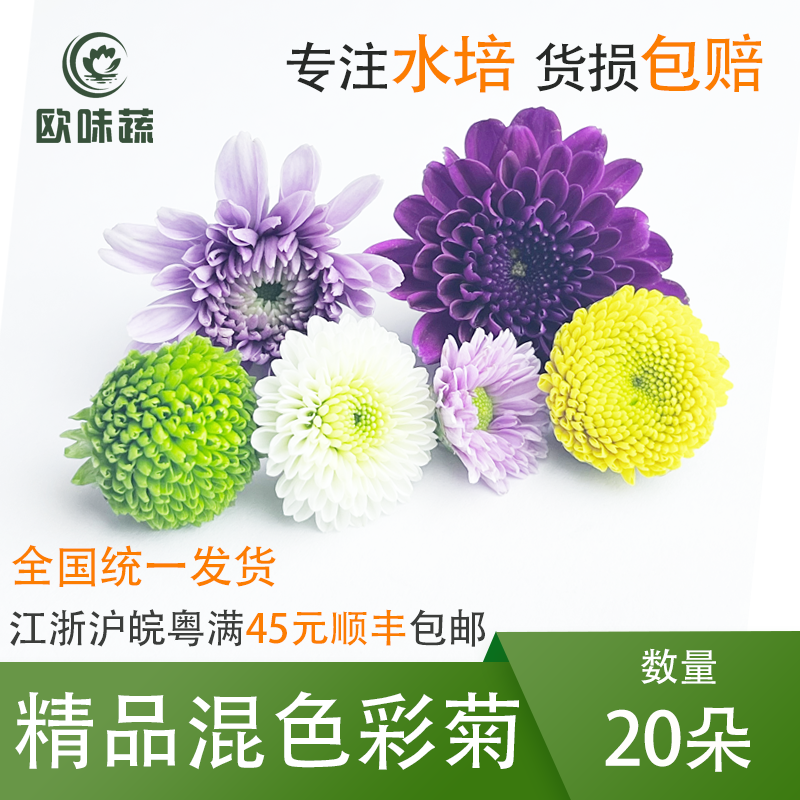 新鲜彩菊20朵 混合菊花小菊花乒乓菊酒店西餐摆盘装饰