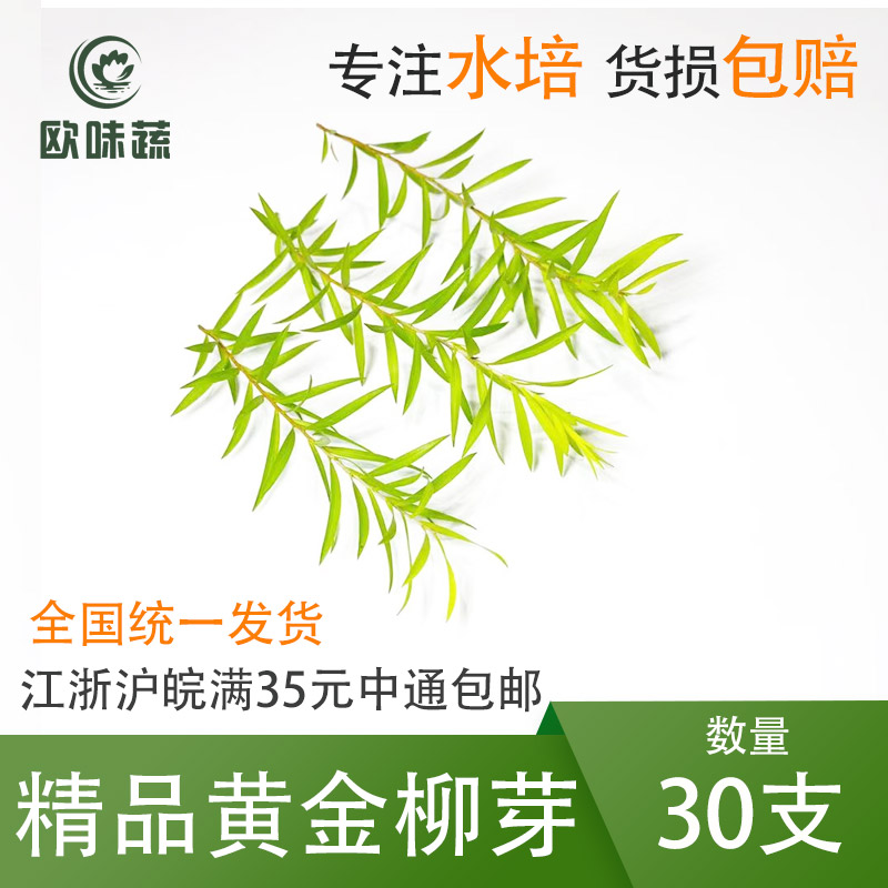新鲜黄金柳芽30支 摆盘装饰花草 货损包赔现摘