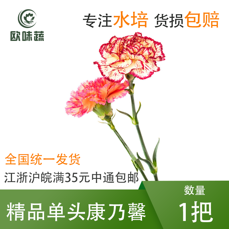 新鲜单头康乃馨20支/1把 康乃馨食用花酒店西餐摆盘蛋糕装饰