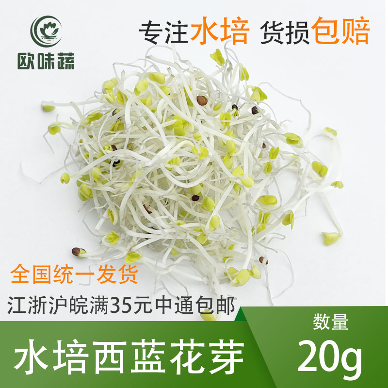 西蓝花芽20g 水培种植 食用摆盘花草西餐饭店沙拉 货损包赔