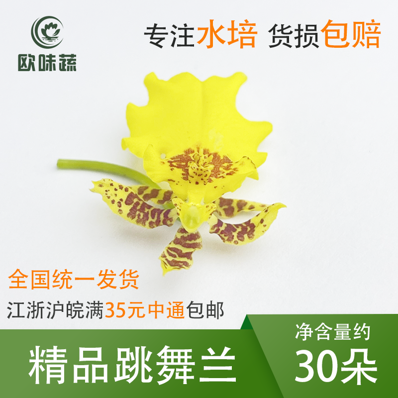 新鲜跳舞兰30朵 食用花酒店西餐摆盘蛋糕装饰