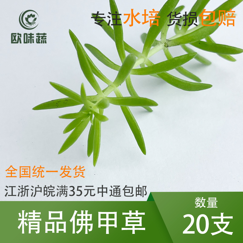 新鲜佛甲草 20支 15g 花草酒店西餐摆盘装饰点缀