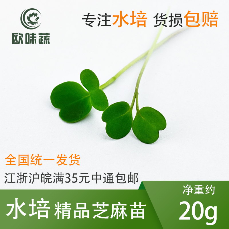 芝麻苗 Arugula 20~60g 水培无根西餐摆盘装饰 顺丰快递货损包赔