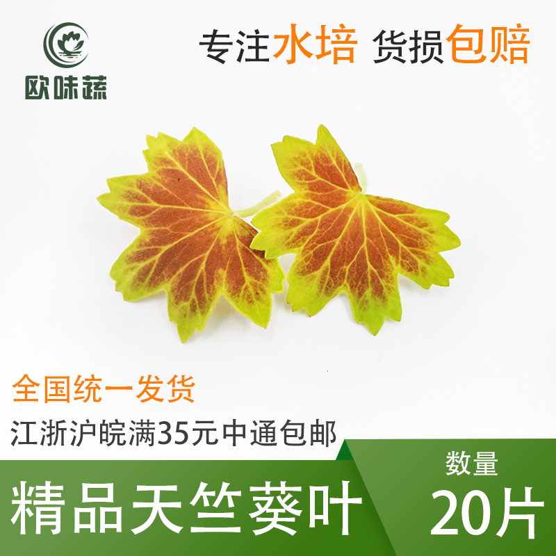 新鲜天竺葵叶20片 10g 花草酒店西餐摆盘装饰点缀