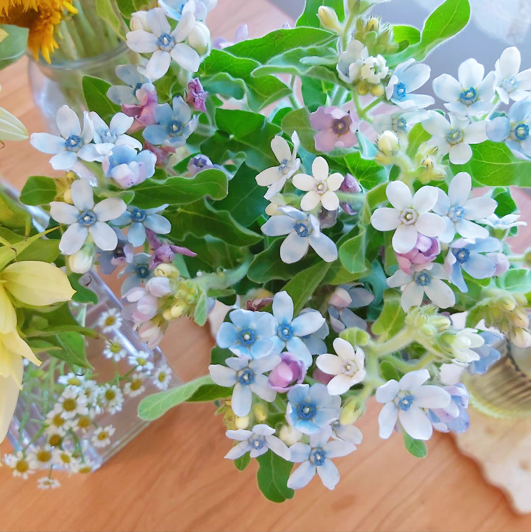 云南鲜花  蓝星花 P