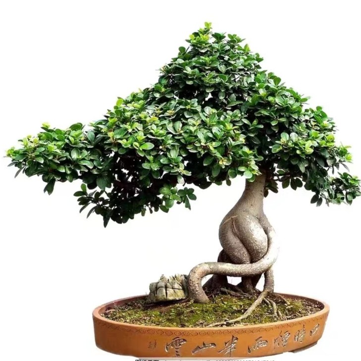 三角枫金粟轩小微盆景