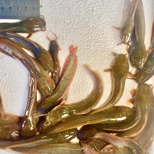 【活体】佛山大规格皇妃6.0版塘角鱼塘鲺鱼本地鲶鱼 淡水观赏鱼包活