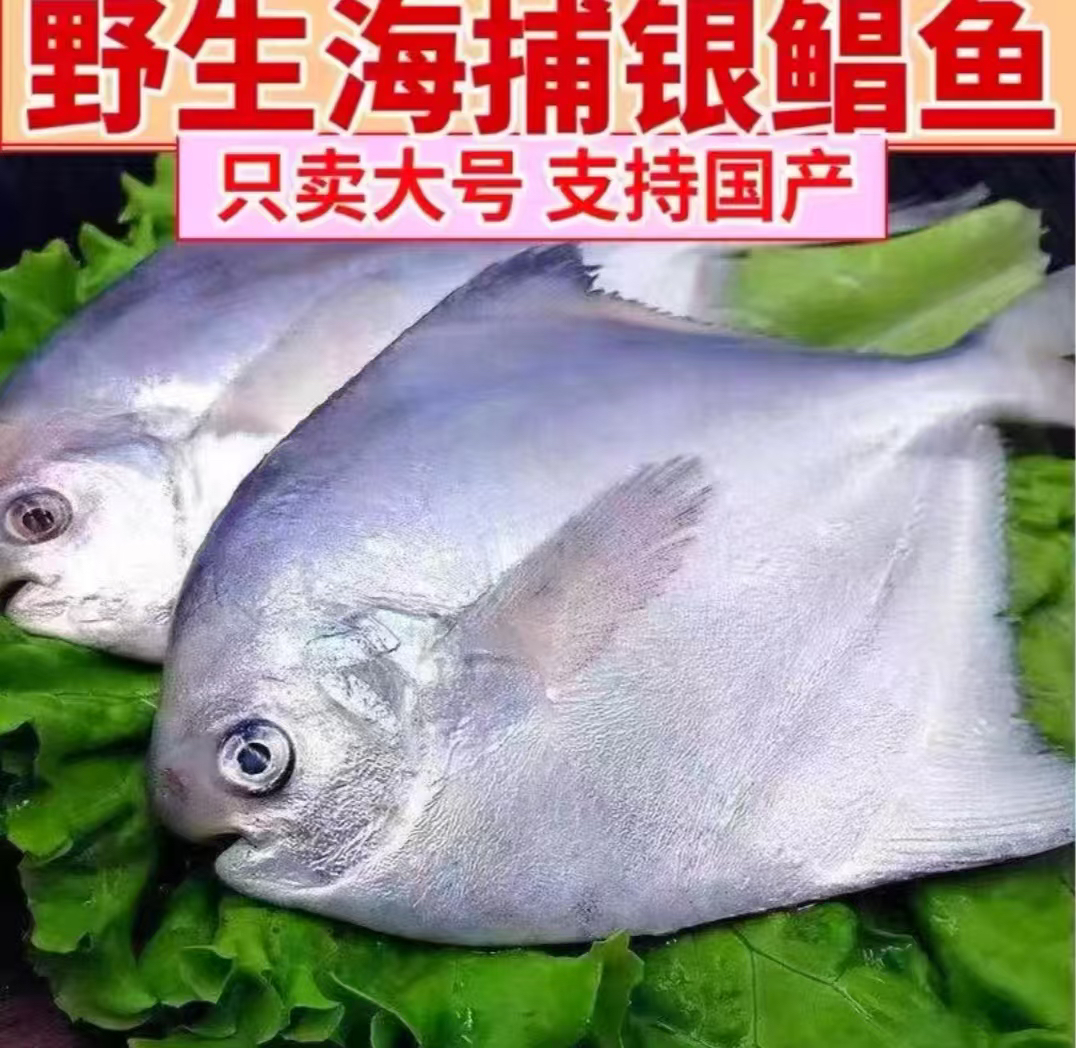 新鲜大鲳鱼6两一条（到手6条）顺丰包邮液氮锁鲜发货