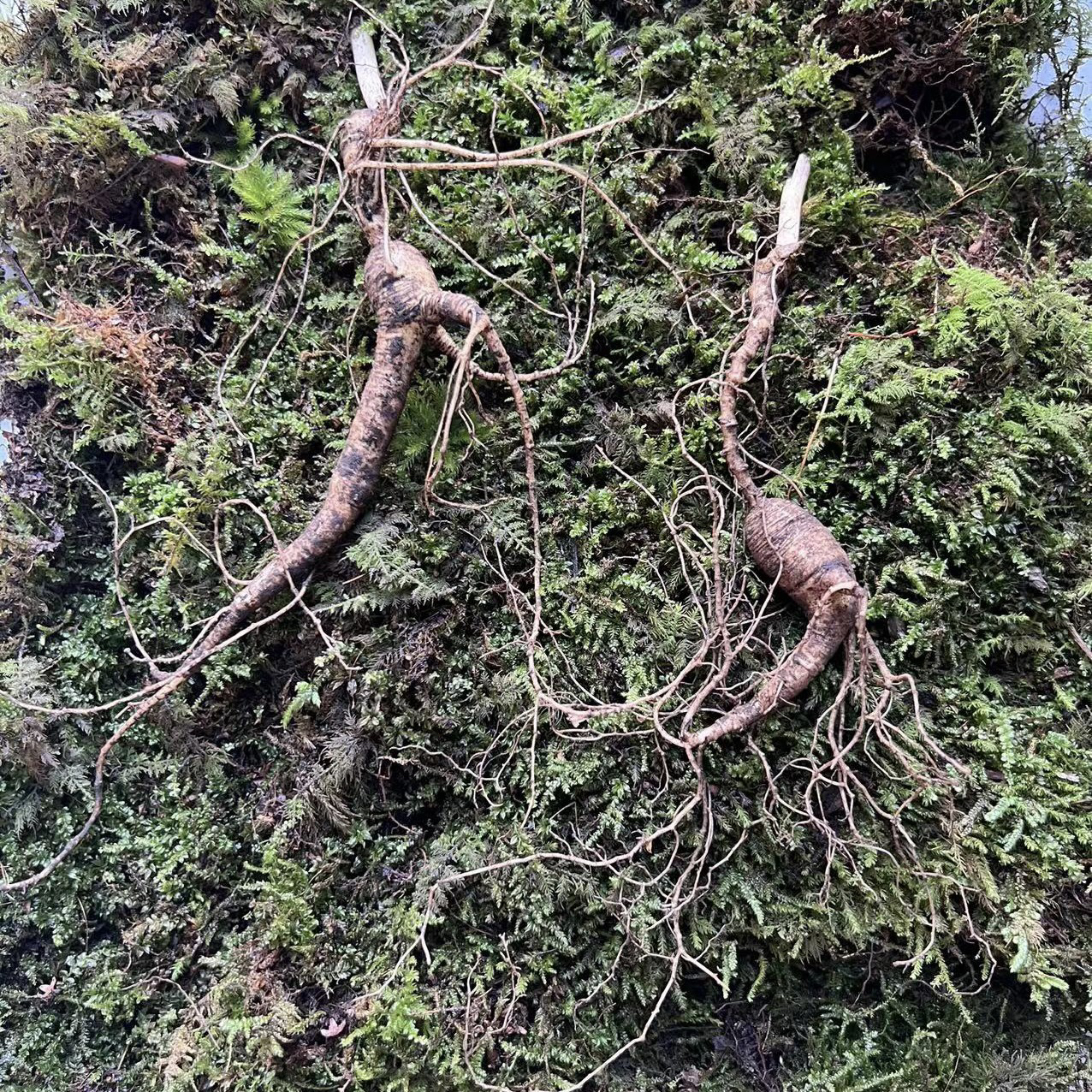 林氏百珍堂【老残林下参】长白山新鲜人参煲汤泡水泡酒