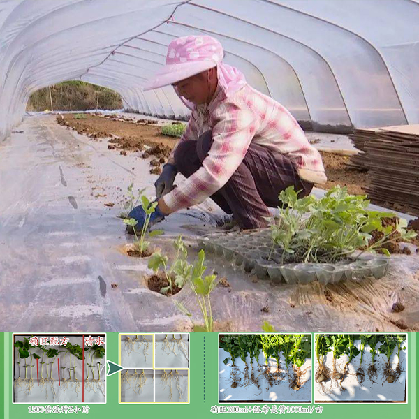 西瓜移栽定植方案杀虫杀菌生根科学搭配促长防病不僵苗活化改良